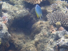 Amblyglyphidodon orbicularis