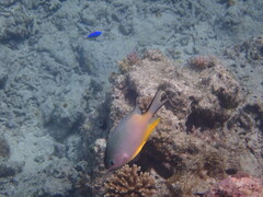 Amblyglyphidodon orbicularis