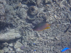 Amblyglyphidodon orbicularis