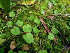 Corybas macranthus
