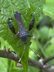 Meropachyini