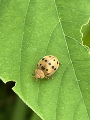 Epilachna varivestis