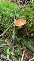 Gliophorus psittacinus