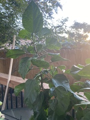 Malvaviscus penduliflorus