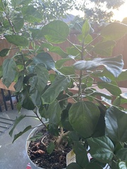 Malvaviscus penduliflorus