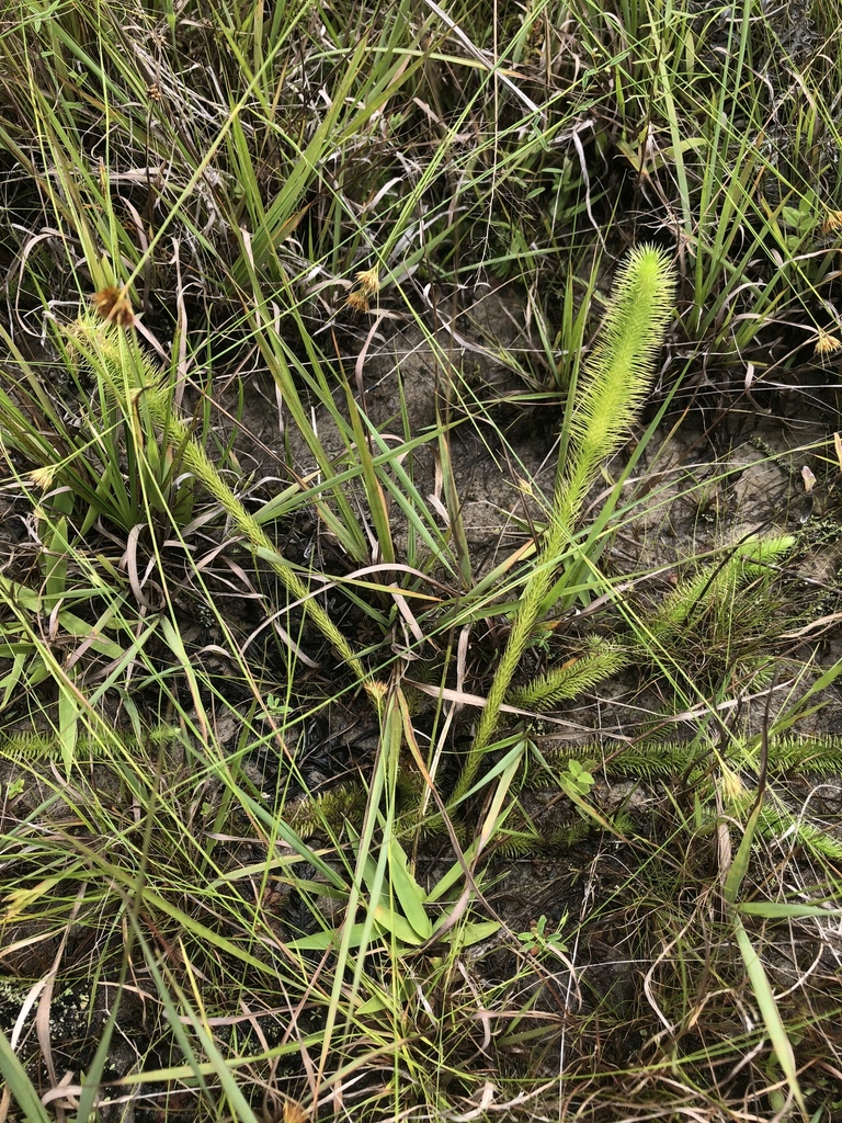 Lycopodielloideae