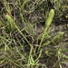 Lycopodiella prostrata - Photo 由 Howard Horne 所上傳的 (c) Howard Horne，保留部份權利CC BY-NC