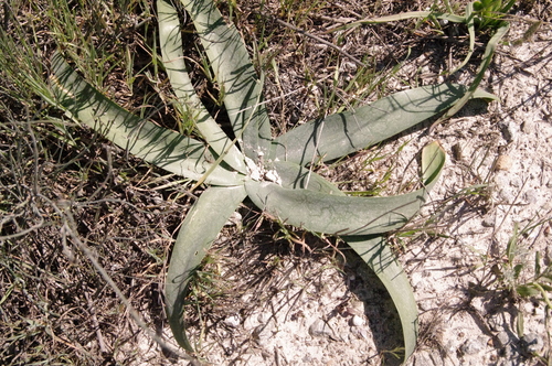 Image of Ammocharis longifolia by (c) Eric Knight, some rights reserved (CC BY)