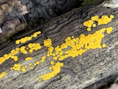 Calycina