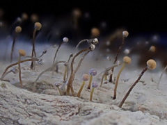 Sclerophora amabilis