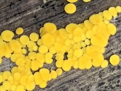 Calycina