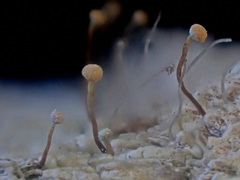 Sclerophora amabilis