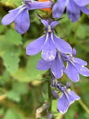 Lobelia amoena