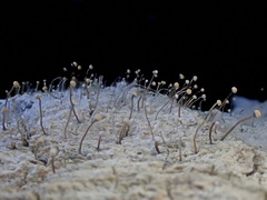 Sclerophora amabilis