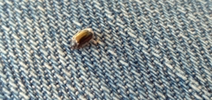 Chrysomeloidea