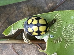 Epilachna mexicana