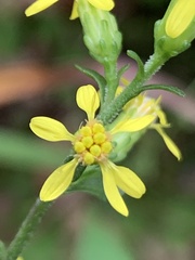 Solidago curtisii