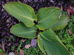 Canna indica