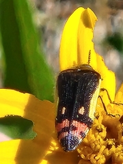 Acmaeodera flavomarginata
