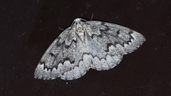 Nepytia canosaria