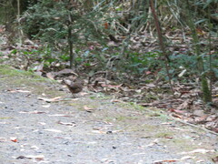 Pycnoptilus floccosus