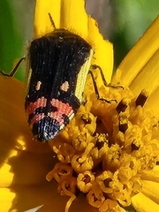 Acmaeodera flavomarginata