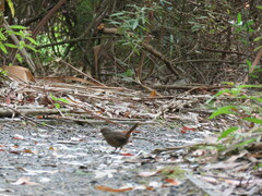 Pycnoptilus floccosus