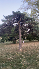 Pinus nigra