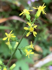 Solidago curtisii