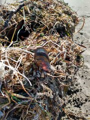 Mytilus californianus