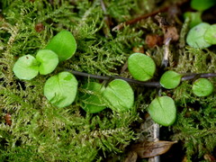 Epilobium nummulariifolium