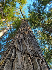 Sclerophora amabilis