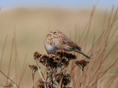 Passerculus sandwichensis princeps