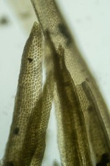 Dicranum undulatum