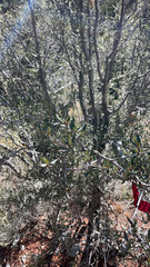 Cercocarpus ledifolius