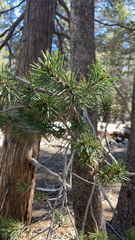 Pinus
