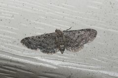 Eupithecia tripunctaria