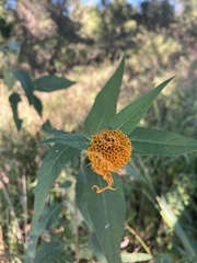 Helianthus divaricatus