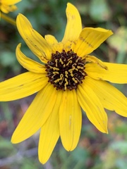 Helianthus atrorubens