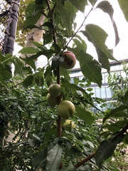 Prunus persica nucipersica