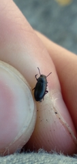 Blapstinus