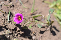 Calandrinia compressa