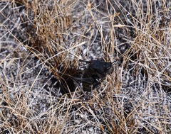 Anabrus simplex