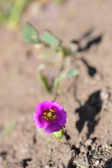 Calandrinia compressa