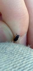Blapstinus
