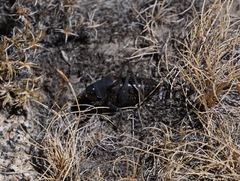 Anabrus simplex