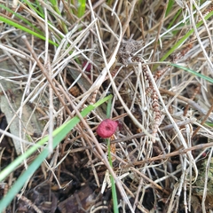 Cruentomycena viscidocruenta
