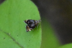 Prochoreutis inflatella