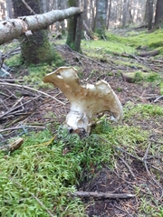 Catathelasma ventricosum