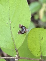 Prochoreutis inflatella